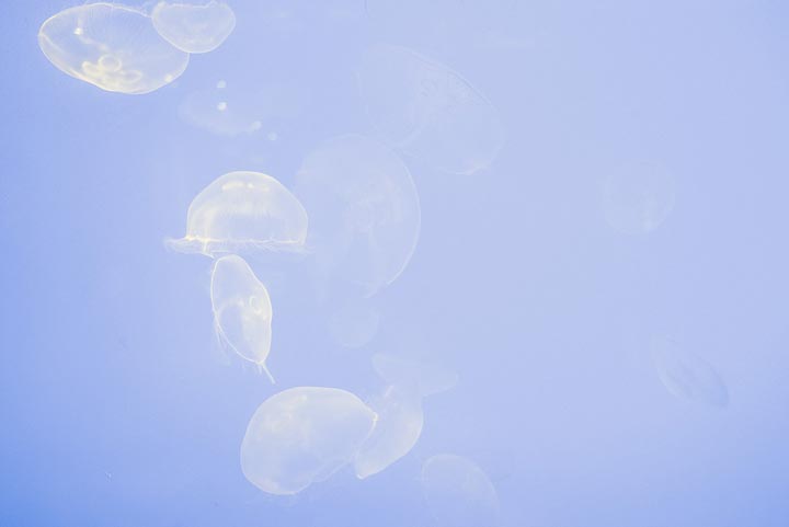 Thanks to global warming, you can swim with millions of jellyfish